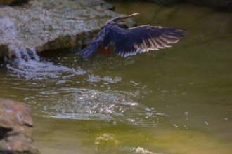 One Inca tern (Larosterna inca) going fishing hovering over the water