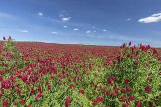 Flowering field of Trifolium incarnatum, crimson clover or Italian clover. This clover is used as