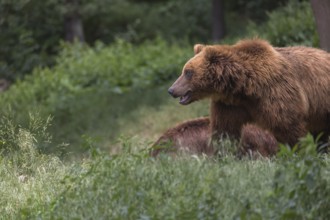 One Kamchatka brown bear (Ursus arctos piscator), walking over a meadow in a forest. Some green