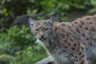 One Eurasian (Carpathian) lynx, Lynx lynx carpathicus, standing in lush vegetation with tree logs