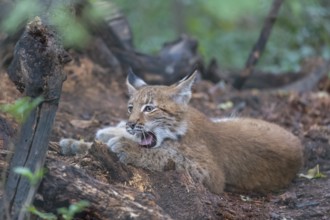 One young animals Eurasian lynx, (Lynx lynx), lying on dead brown leaves on a forest floor