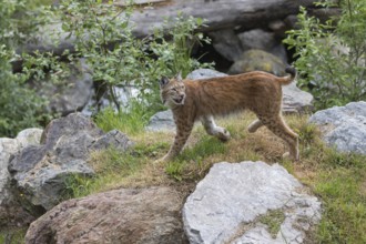 One Eurasian lynx, (Lynx lynx), walking between rocks and some green vegetation. Sideview