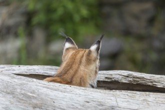 One Eurasian lynx, (Lynx lynx), hiding in a splittet log, only the head can be seen