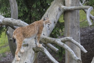 One Eurasian lynx, (Lynx lynx), walking up on a fallen tree. Side view with green forest in the