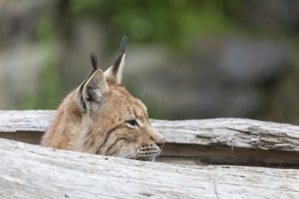 One Eurasian lynx, (Lynx lynx), hiding in a splittet log, only the head can be seen