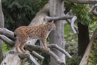 One Eurasian lynx, (Lynx lynx), standing on a fallen tree. Side view with green forest in the