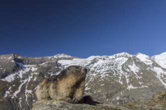 One Alpine Marmot, Marmota marmota, resting on a rock with snowy mountains in the distant