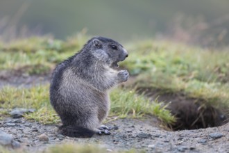 One young Alpine Marmot, Marmota marmota, sitting in green grass, feeding on some leaves. Green