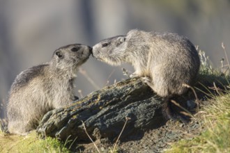 Two young Alpine Marmot, Marmota marmota, standing on a rock in early morning light. Rubbing nose