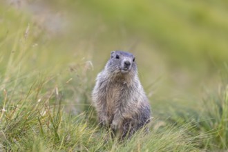 One young Alpine Marmot, Marmota marmota, sitting in high green grass, feeding on some leaves.