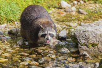 One adult Raccoon Procyon lotor, stands in the shallow water of a creek between rocks