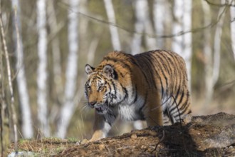 One young female Siberian Tiger, Panthera tigris altaica, walking thru a birch tree forest. Early