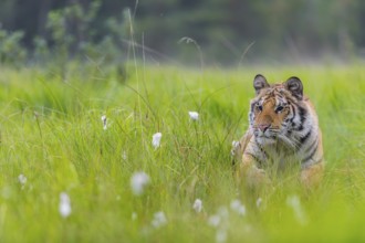 One young female Siberian Tiger, Panthera tigris altaica, running thru tall fresh green grass.