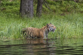 One young female Siberian Tiger, Panthera tigris altaica, running thru the shallow water of a pond