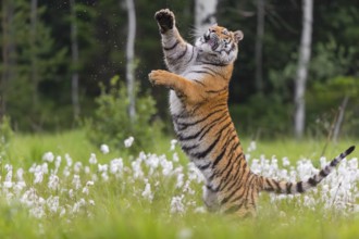 One young female Siberian Tiger, Panthera tigris altaica, jumping up in tall cottongrass. Early