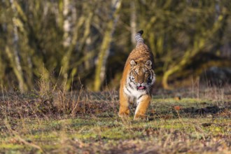 One young female Siberian Tiger, Panthera tigris altaica, running thru a birch tree forest. Early