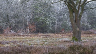 View of oak frozen with hoarfrost standing on an open space at the edge of a path, landscape photo,