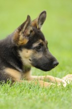 A German Shepherd puppy lies attentively on green grass, German Shepherd, Shorthair