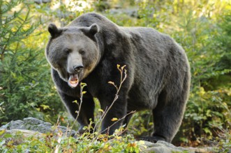 A brown bear standing in the forest surrounded by autumn leaves, Eurasian brown bear (Ursus arctos