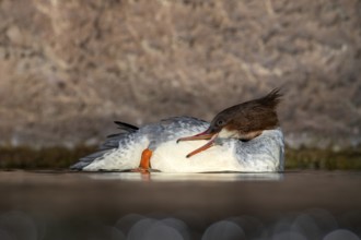 Goosander (Mergus merganser), female, preening, captive, Alpine Zoo, Innsbruck, Tyrol, Austria,