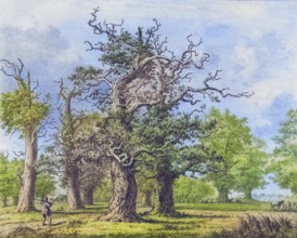 Famous old trees, The Oaks of Burley, called the 12 Apostles (1826), parish in the New Forest,