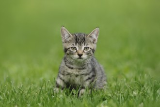 Small kitten in the foreground sitting attentively in the grass, domestic cat (Felis catus),