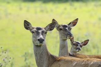 Three deer looking curiously into the camera in a meadow, red deer (Cervus elaphus), Bavaria