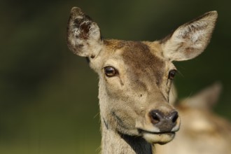 Close-up of a roe deer head in a natural environment, red deer (Cervus elaphus), Bavaria