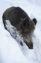 Wild boar crossing deep snow, winter atmosphere, Wild boar (Sus scrofa), Bavarian Forest National