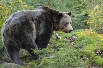 A bear walks through the green forest, Eurasian brown bear (Ursus arctos arctos), Bavarian Forest