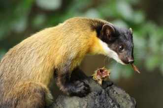 A marten on a tree trunk holds something in its mouth and looks to the side, coloured marten,