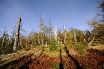 Dead trees in an autumn forest with bright sky and shadow on the ground, Lusen, Bavarian Forest