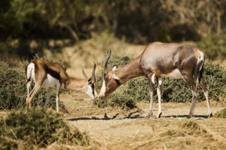 Springbok (Antidorcas marsupialis) and Bontebok (Damaliscus pygargus), standing in the dessert,