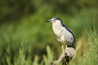 Black-crowned night heron (Nycticorax nycticorax) standing on a tree trunk, Camargue, France,