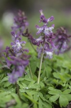 Hollow larkspur (Corydalis cava), Bad Iburg, Lower Saxony, Germany, Europe