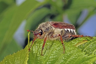 Cockchafer (Melolontha)