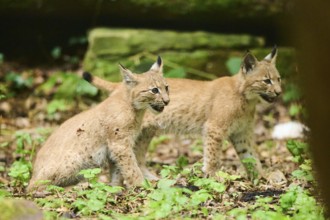 Eurasian lynx (Lynx lynx) youngsters playing in a forest, Bavaria, Germany, Europe