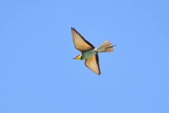 European bee-eater (Merops apiaster) flying in the sky, Spain, Europe