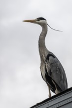 Grey heron (Ardea cinerea), Province of Drenthe, Netherlands