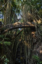 Bridge in the jungle, lianas in the jungle, Sacred monkey forest, Ubud, Bali, Indonesia, Asia