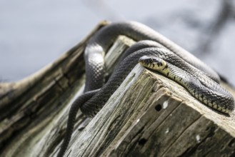 Grass snake (Natrix natrix), Emsland, Lower Saxony, Germany, Europe