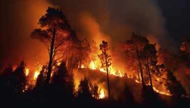 Forest, forest fire, coniferous forest on fire, AI generated, AI generated