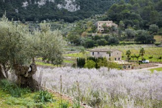 Flowering almond tree (Prunus dulcis), near Valdemossa, Serra de Tramuntana, Majorca, Balearic