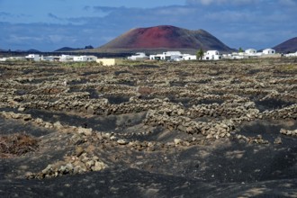 Typical viticulture in dry farming method, La Geria, Lanzarote, Canary Islands, Canary Islands,