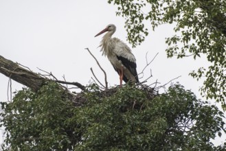 White stork (Ciconia ciconia), nesting in a tree, Nordhorn Zoo, Lower Saxony, Germany, Europe