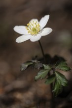 Wood anemone (Anemone nemorosa), North Rhine-Westphalia, Germany, Europe