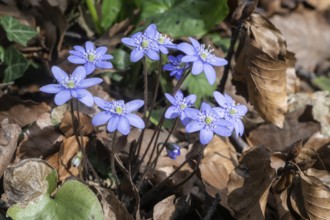 Liverwort (Hepatica nobilis), North Rhine-Westphalia, Germany, Europe