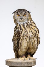 Eurasian eagle-owl (Bubo bubo), Germany, Europe