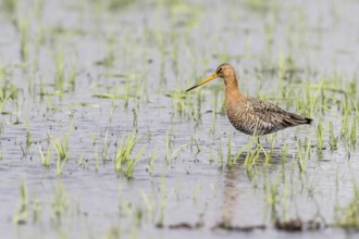 Black-tailed Godwit (Limosa limosa), Lower Saxony, Germany, Europe