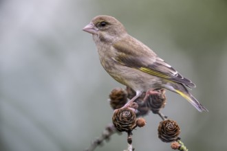 European greenfinch (Carduelis chloris), Emsland, Lower Saxony, Germany, Europe